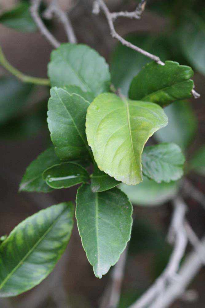               Sun leaves (Blanchard, Riverside,   CA)   